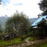 back_lawn