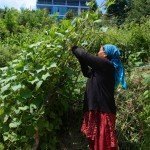 Kitchen Garden