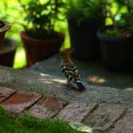 Nature abides in Sojourn